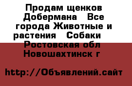Продам щенков Добермана - Все города Животные и растения » Собаки   . Ростовская обл.,Новошахтинск г.